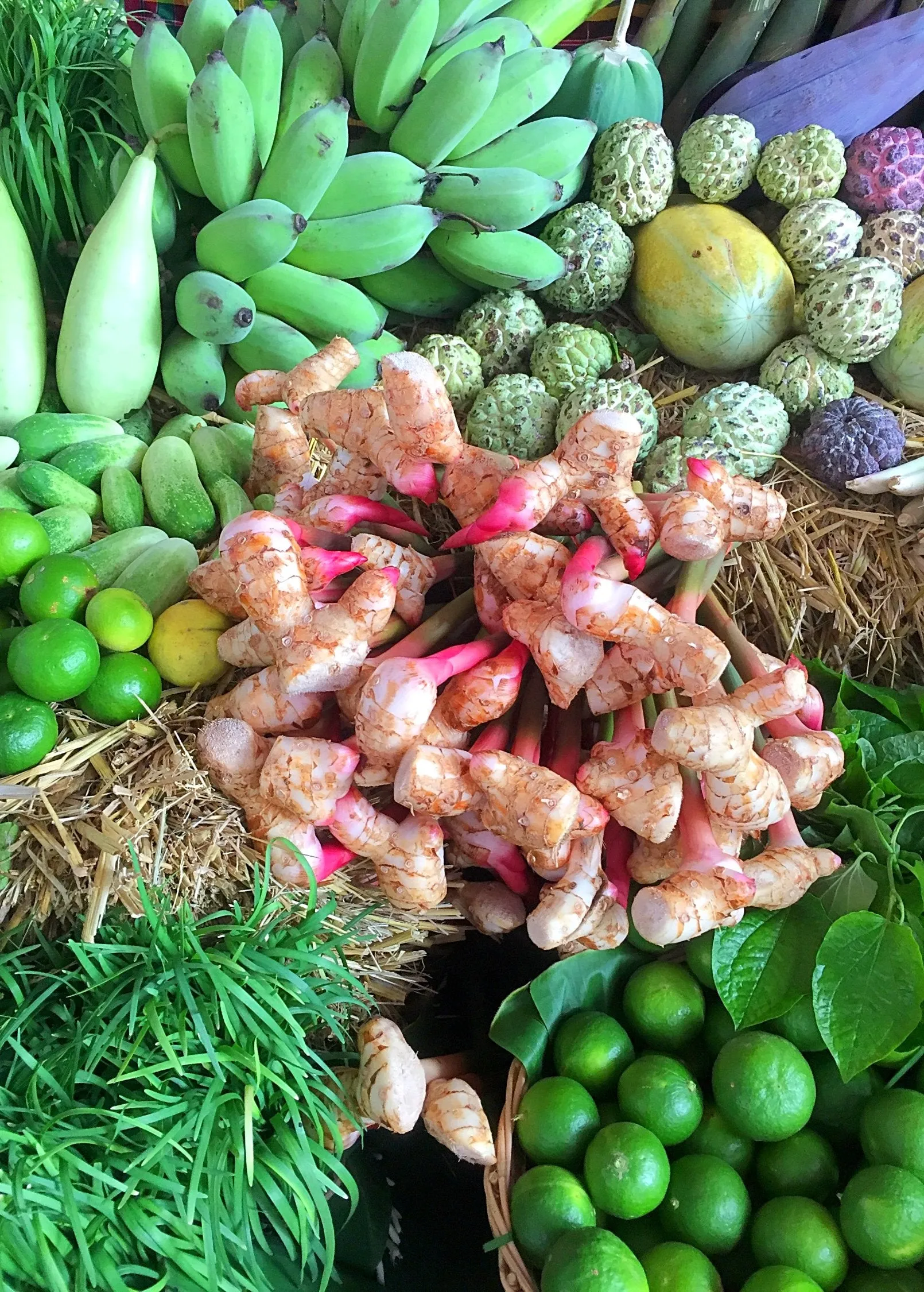 Greater Galangal (Alpinia galanga)