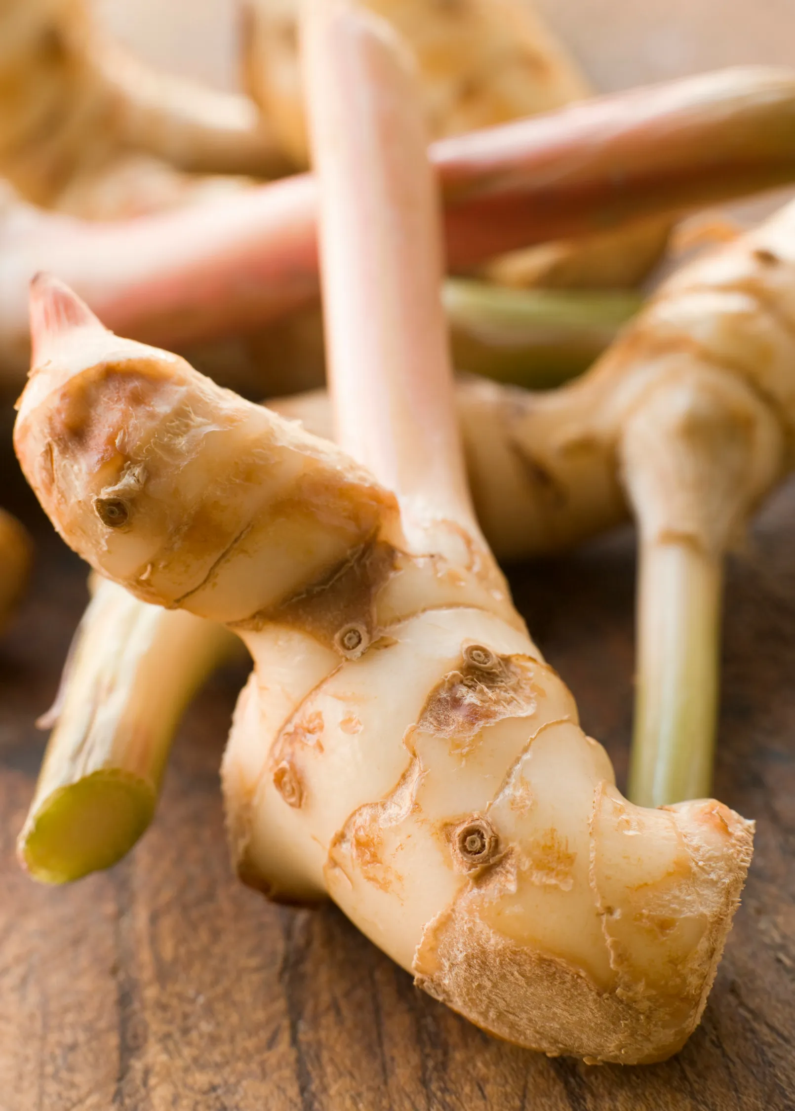 Greater Galangal (Alpinia galanga)